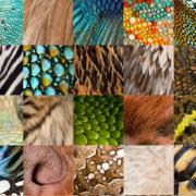 Collage verschiedener Menschen- und Tierhäute