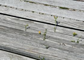 Eine alte Holzbank bei durch durch die Spalten kleine wilde Blumen wachsen.