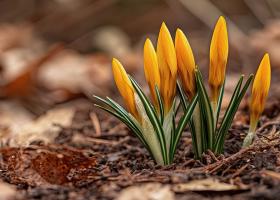 Knospen auf trockener Erde