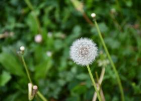 Pusteblume Pusteblume