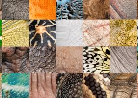 Collage verschiedener Menschen- und Tierhäute