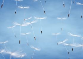 Pusteblumen schweben am Himmel