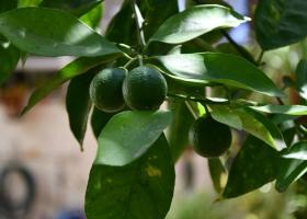 noch grüne Orangen am Baum