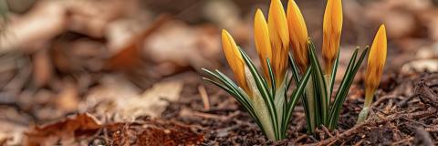 Knospen in trockener Erde