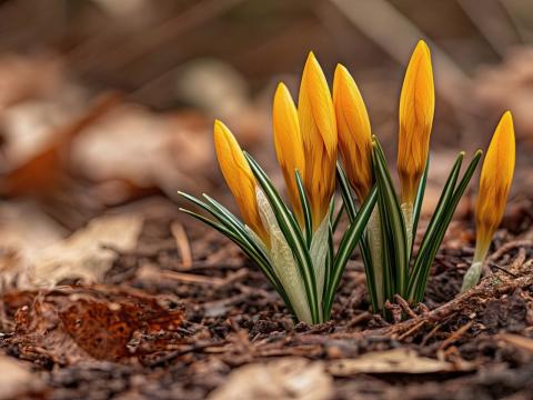 Knospen auf trockener Erde