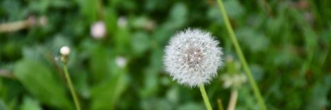 Pusteblume