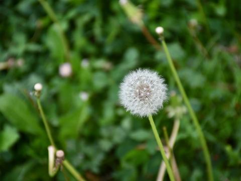 Pusteblume