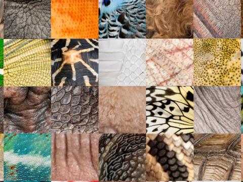 Collage verschiedener Menschen- und Tierhäute