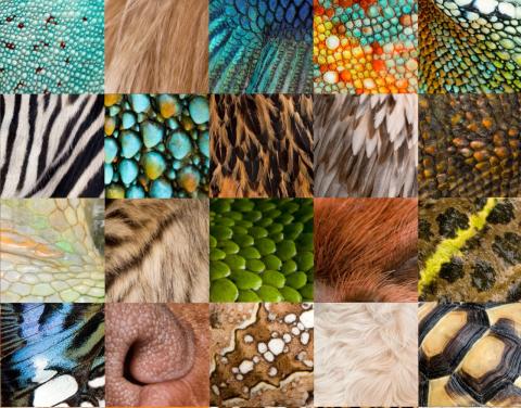 Collage verschiedener Menschen- und Tierhäute