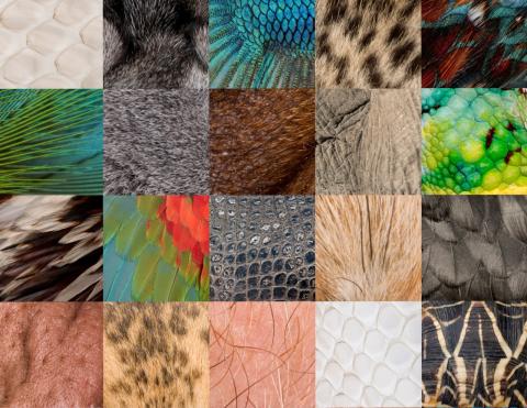 Collage verschiedener Menschen- und Tierhäute