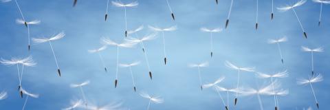 Pusteblumen schweben am Himmel