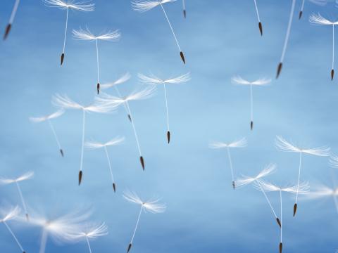 Pusteblumen schweben am Himmel