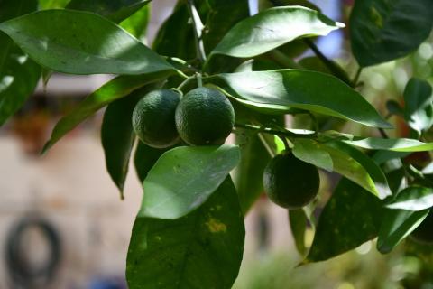 noch grüne Orangen am Baum