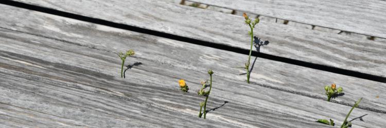 starke Natur