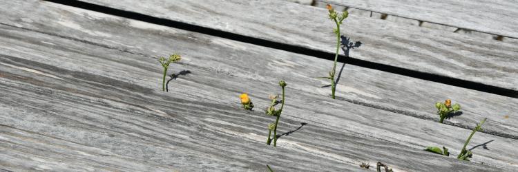 Eine alte Holzbank bei durch durch die Spalten kleine wilde Blumen wachsen.