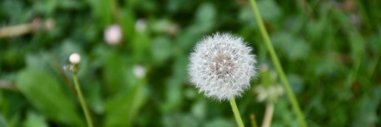 Pusteblume Pusteblume