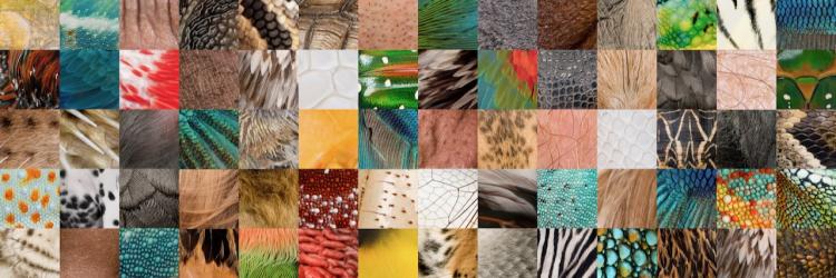 Collage Haut verschiedener Tiere und Menschen