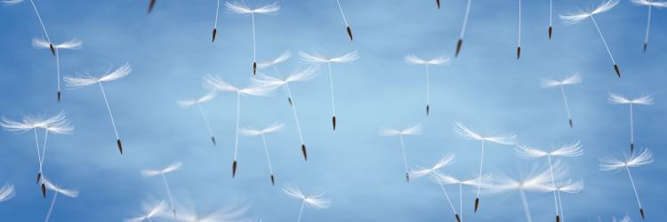 Pusteblumen schweben am Himmel Pusteblumen schweben am Himmel