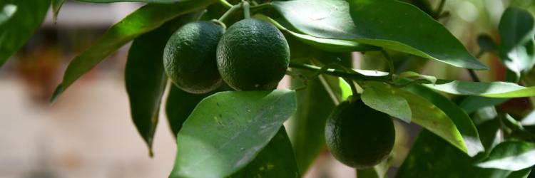noch grüne Orangen am Baum