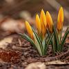 Knospen auf trockener Erde