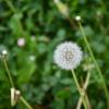 Pusteblume