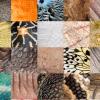 Collage verschiedener Menschen- und Tierhäute
